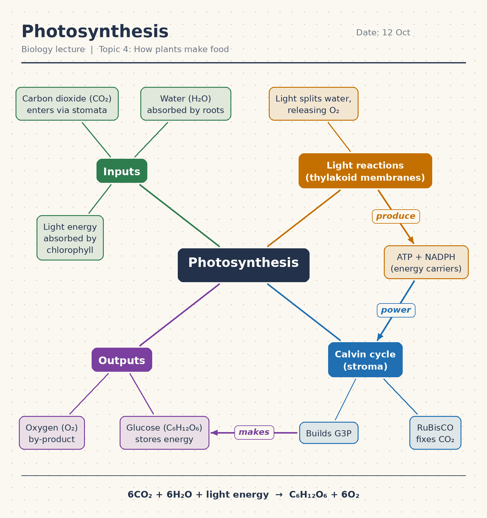 concept-map-notes-example-photosynthesis