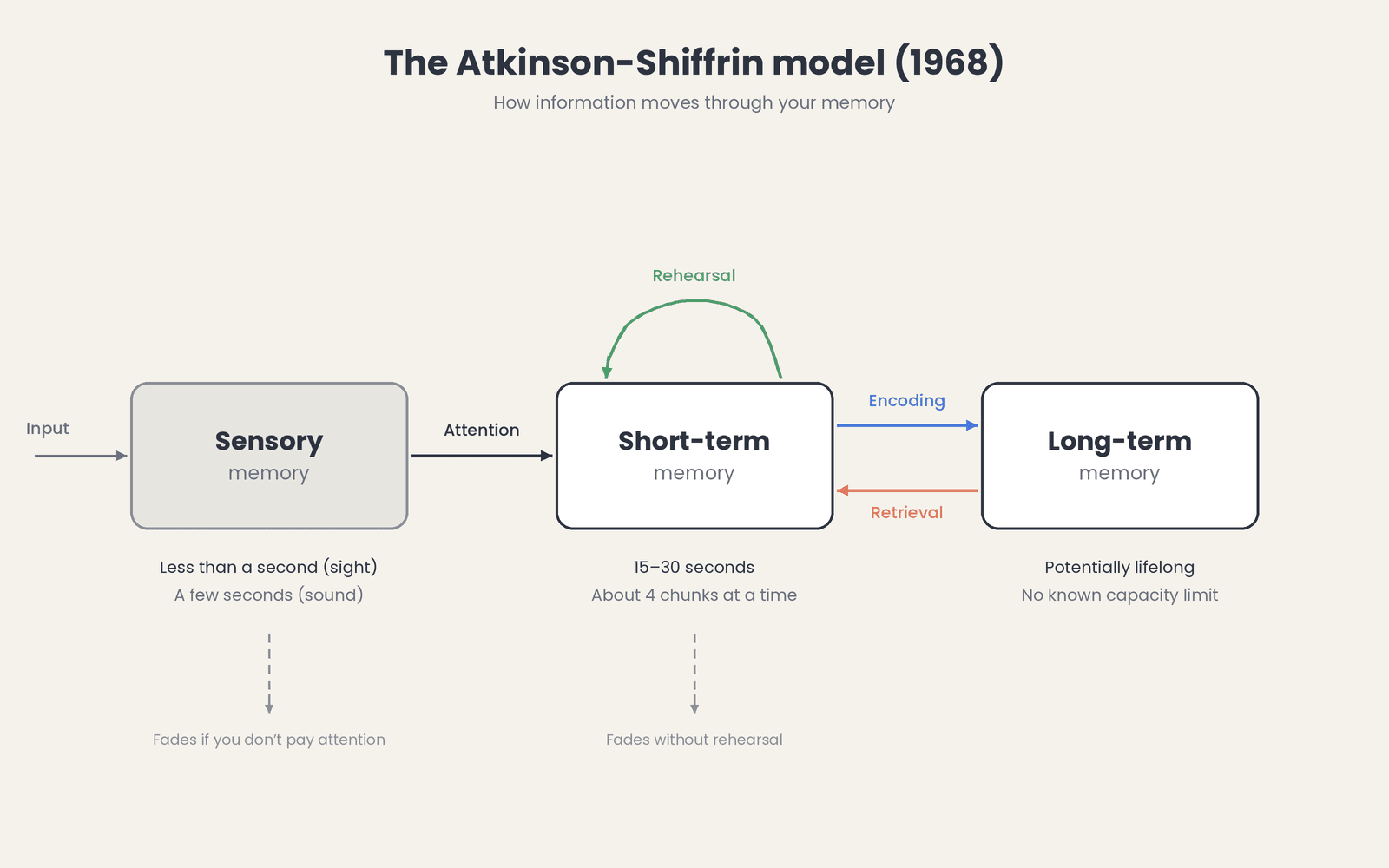 atkinson-shiffrin-model