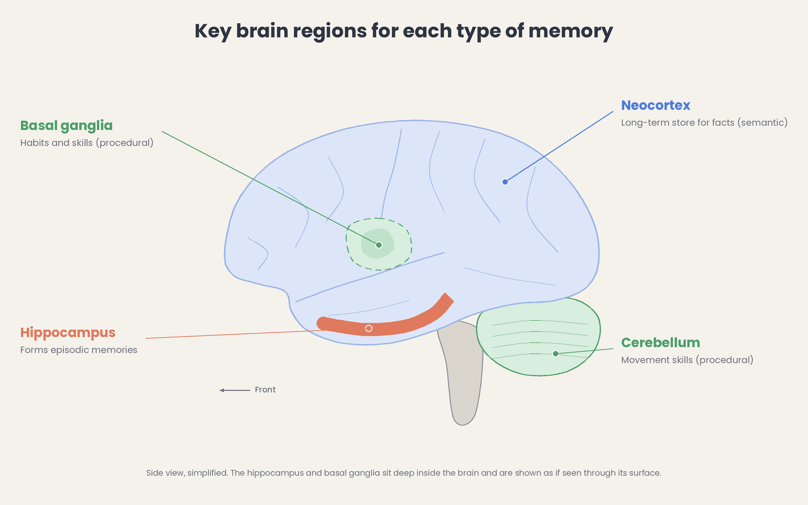 four-brain-regions-by-memory-type